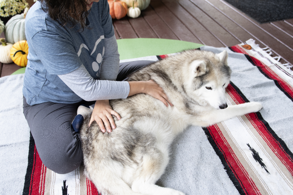 Dog being massaged by an animal massage professional