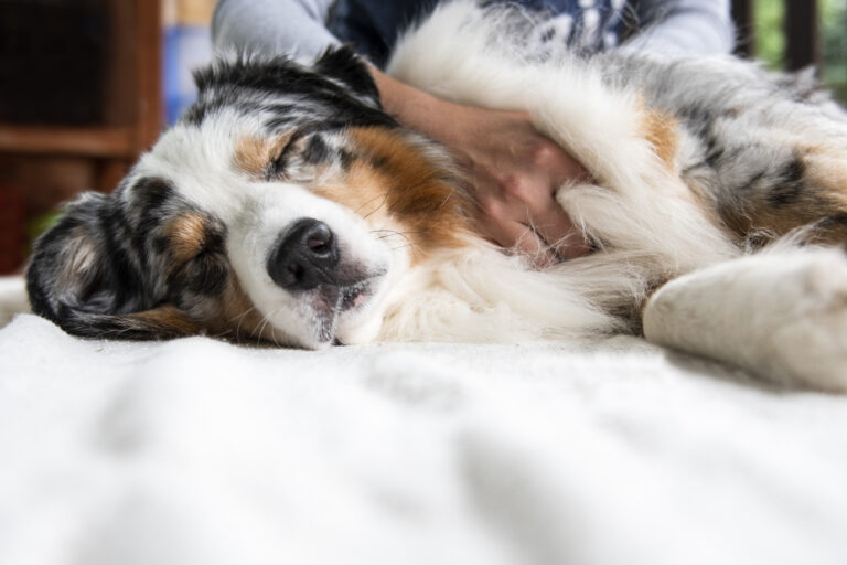 Woman doing pet massage on a sleeping dog