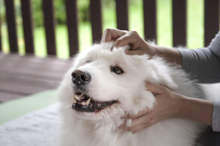 Woman giving a samoyed a head massage