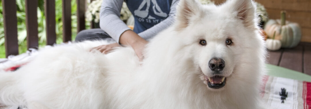 Woman sitting on the ground massaging a samoyed