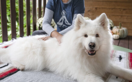 Woman sitting on the ground massaging a samoyed