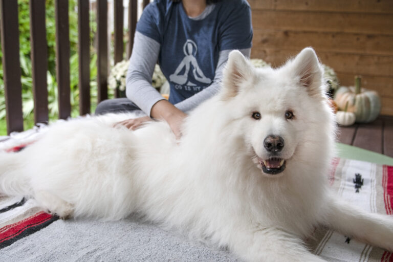 Woman sitting on the floor providing animal massage to a samoyed