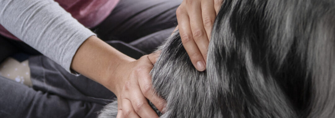 woman sitting on the ground massaging dog's back