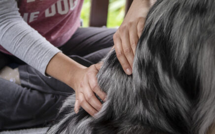 woman sitting on the ground massaging dog's back