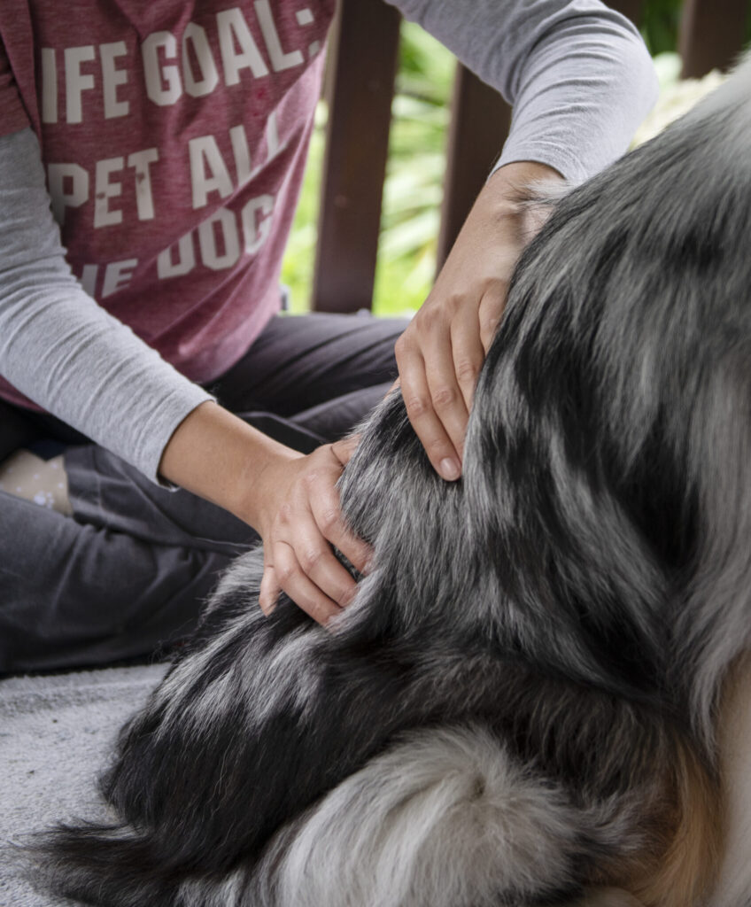 Woman sitting on the floor giving an australian shepherd a back massage