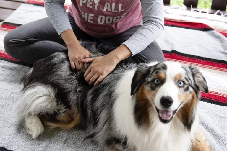 Woman sitting on the ground providing dog massage to an Australian Shepherd