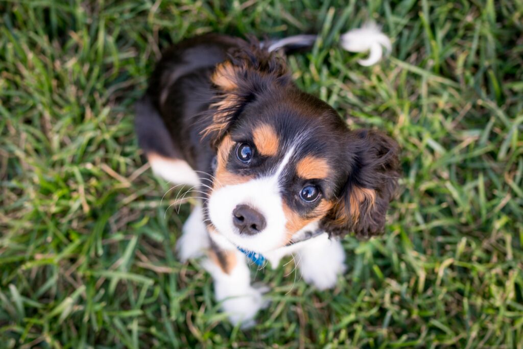 puppy in field