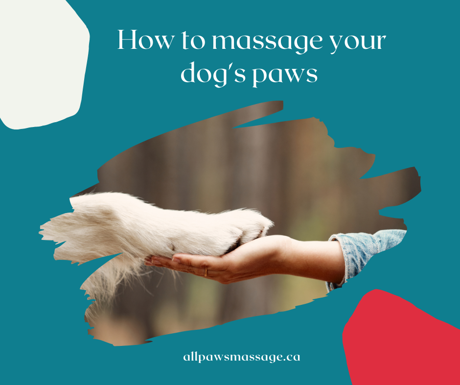 How to Massage Your Dog’s Paws All Paws Massage