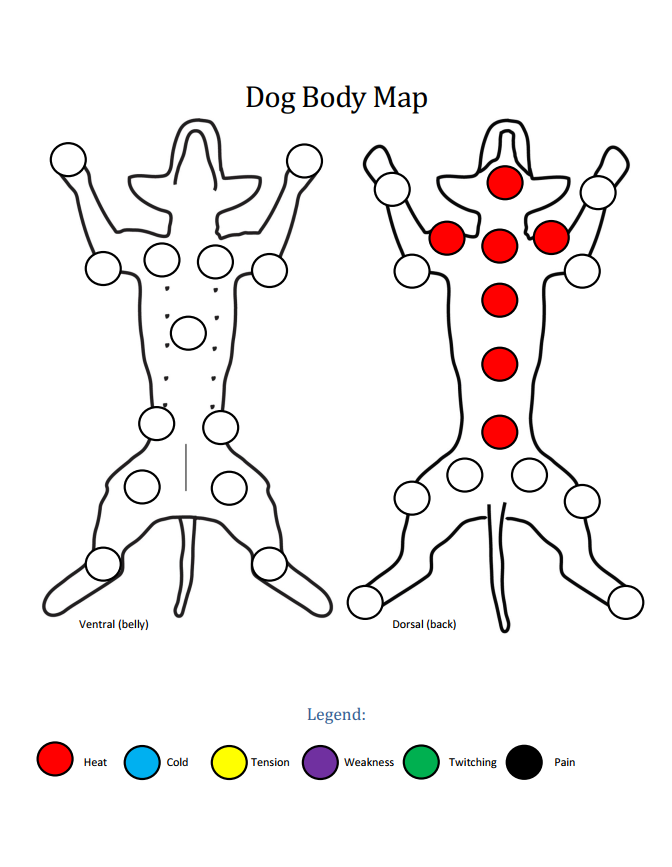 Dog body map showing heat patterns.