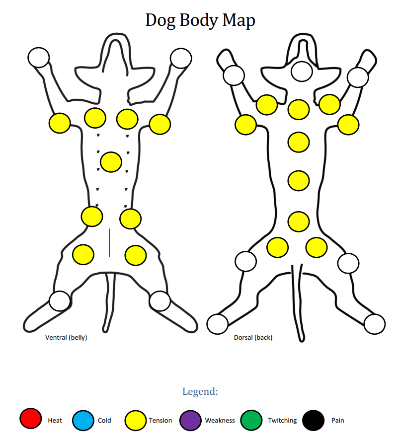 Dog body map showing tension patterns.