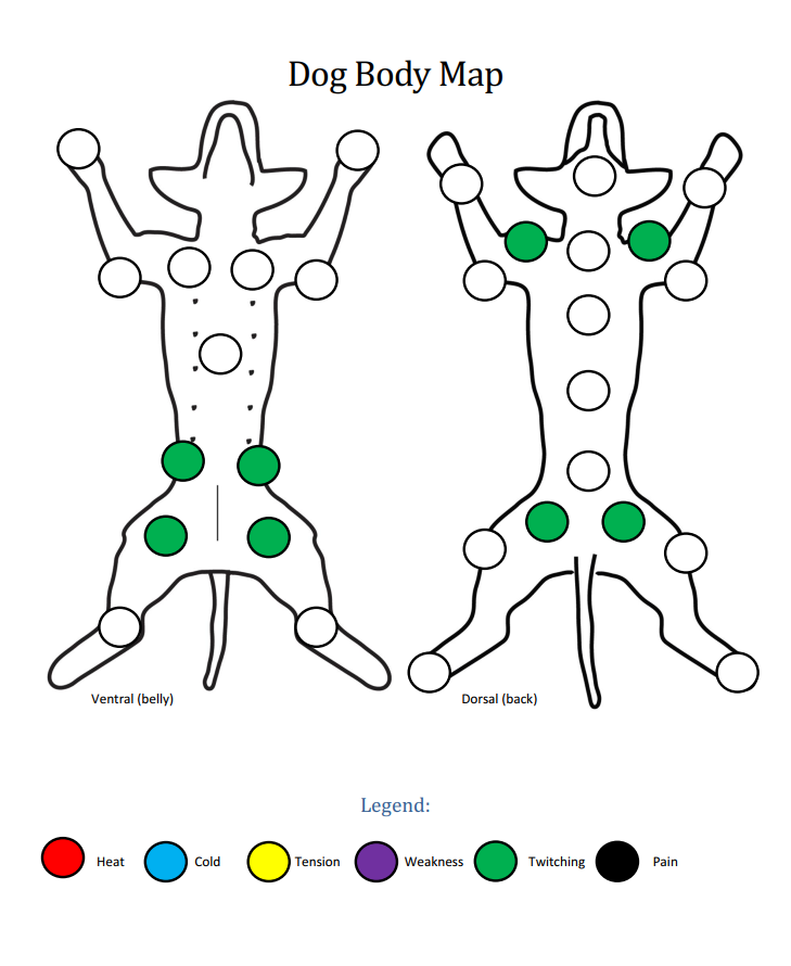 Dog body map showing twitching patterns.