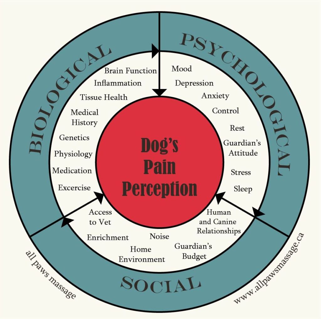 A diagram illustrating the biopsychosocial model of pain in dogs.