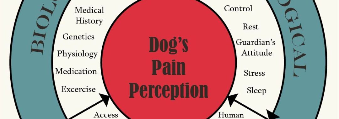 Diagram showing the biopsychosocial model of pain in dogs