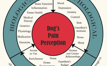 Diagram showing the biopsychosocial model of pain in dogs