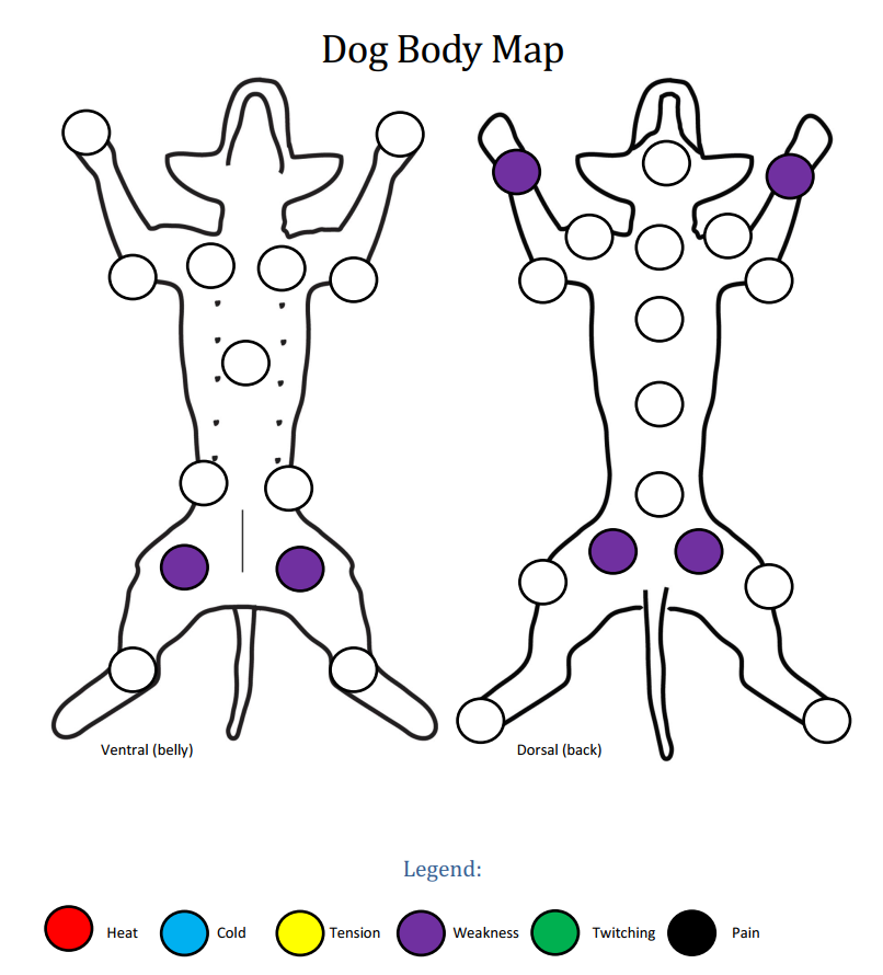 Dog body map showing weakness patterns.