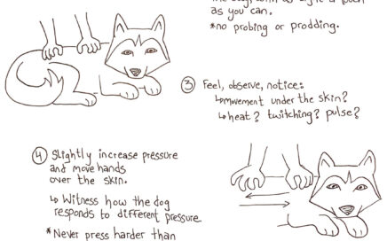 Inforgraphic demonstarting how to get to know your dog's body