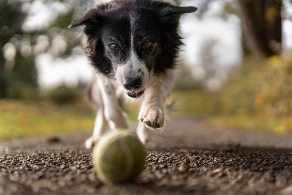 A border Collie chasing after a ball.