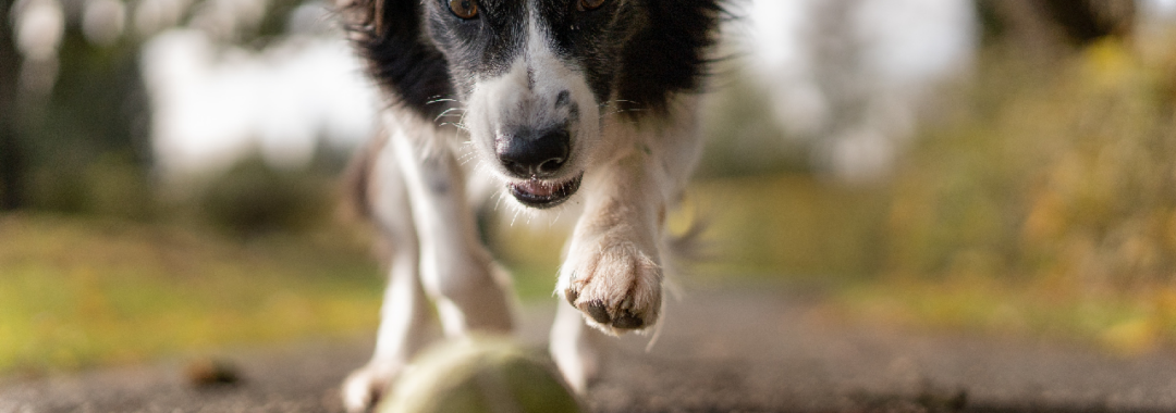 A border Collie chasing after a ball.