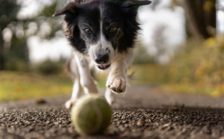 A border Collie chasing after a ball.