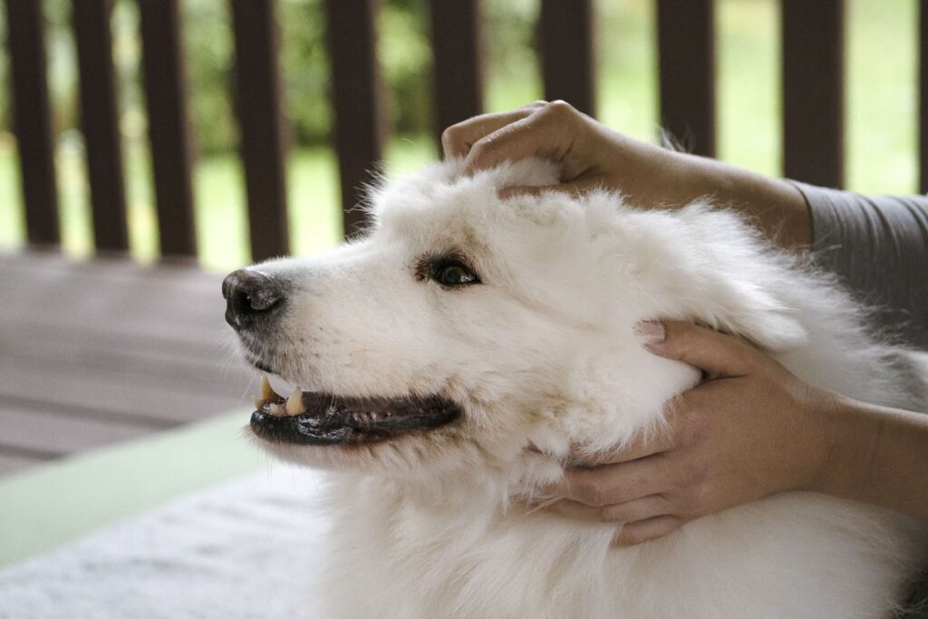 Samoyed enjoys a dog ear massage