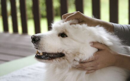 Dog Massage: 7 Steps to Ear Massage